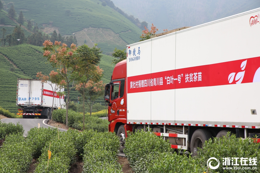 首批安吉“扶贫茶苗”启运青川 尊龙凯时(中国)人生就是搏!集团爱心助力